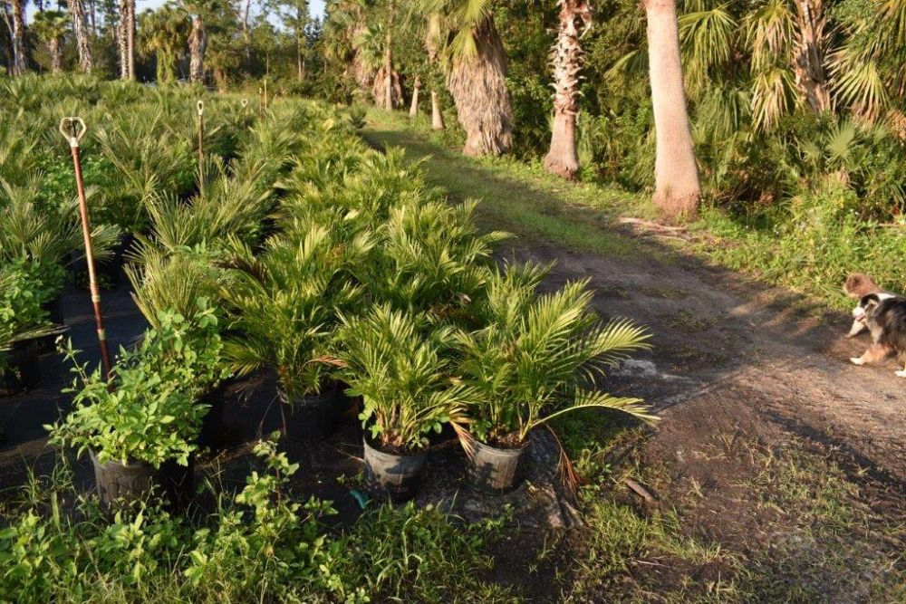 chamaedorea-cataractarum-cat-palm