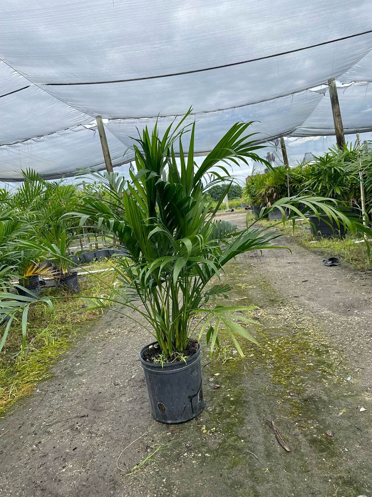 chamaedorea-cataractarum-cat-palm