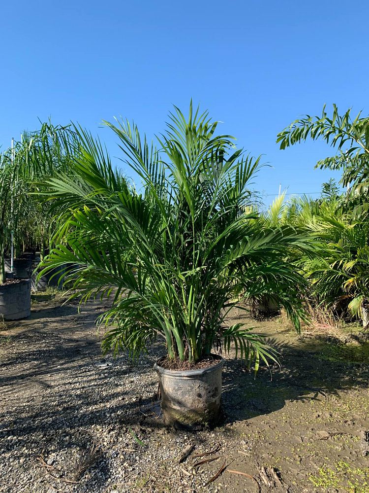 chamaedorea-cataractarum-cat-palm