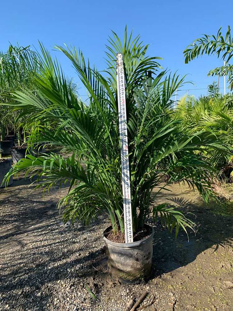 chamaedorea-cataractarum-cat-palm