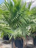 chamaedorea-cataractarum-cat-palm