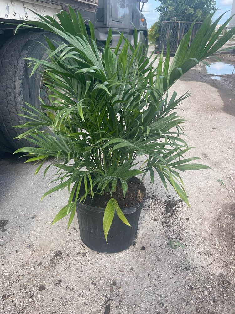 chamaedorea-cataractarum-cat-palm