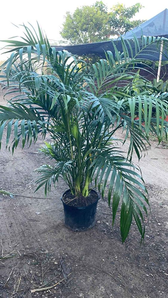 chamaedorea-cataractarum-cat-palm
