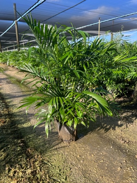 chamaedorea-cataractarum-cat-palm
