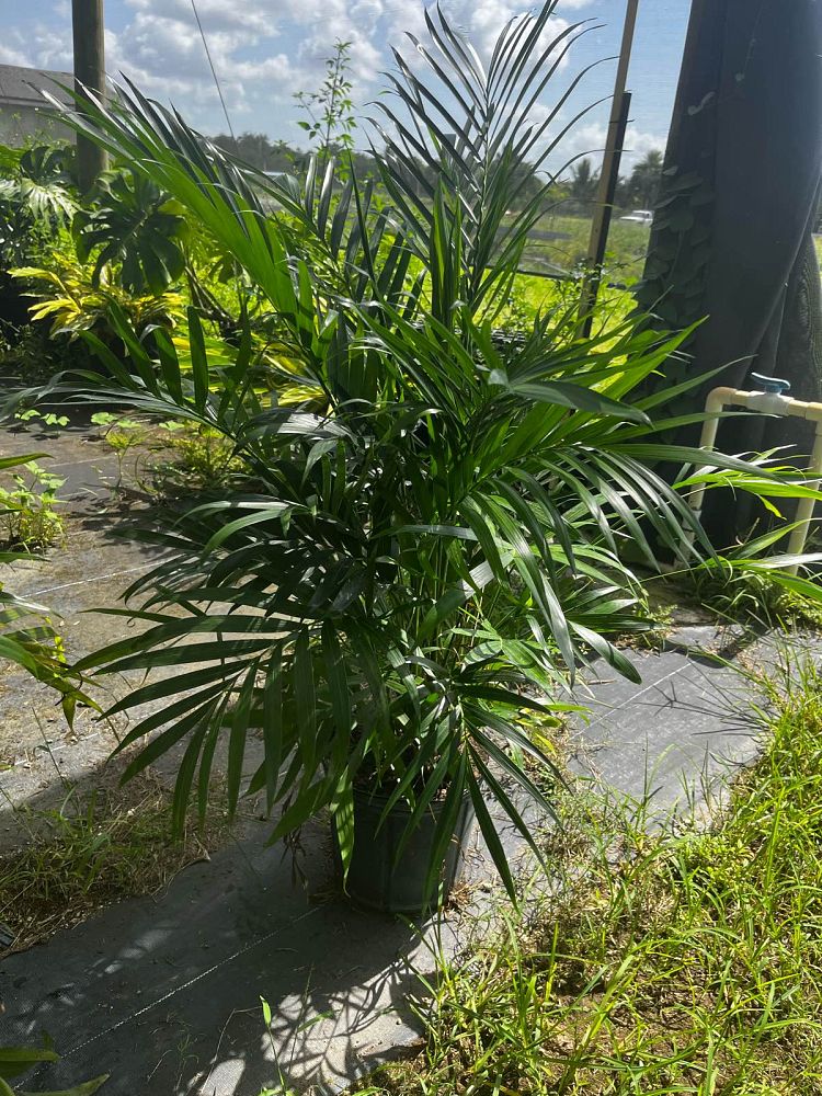 chamaedorea-cataractarum-cat-palm