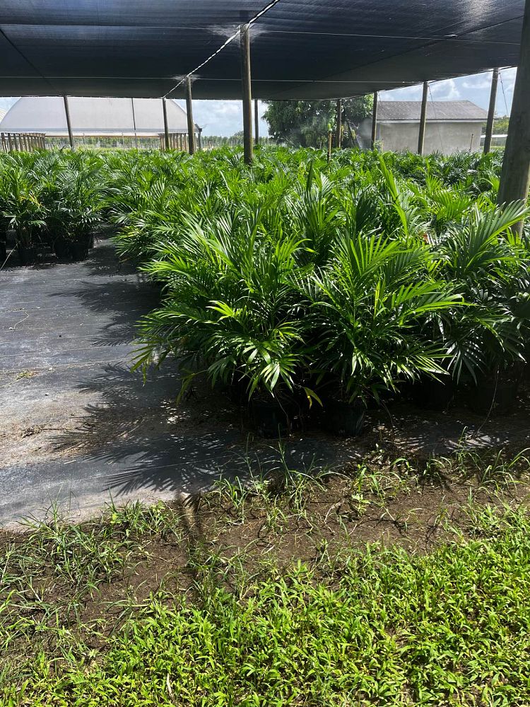 chamaedorea-cataractarum-cat-palm