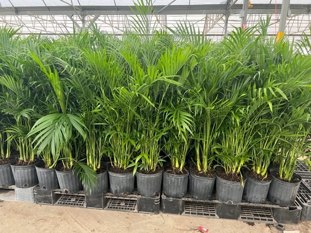chamaedorea-cataractarum-cat-palm