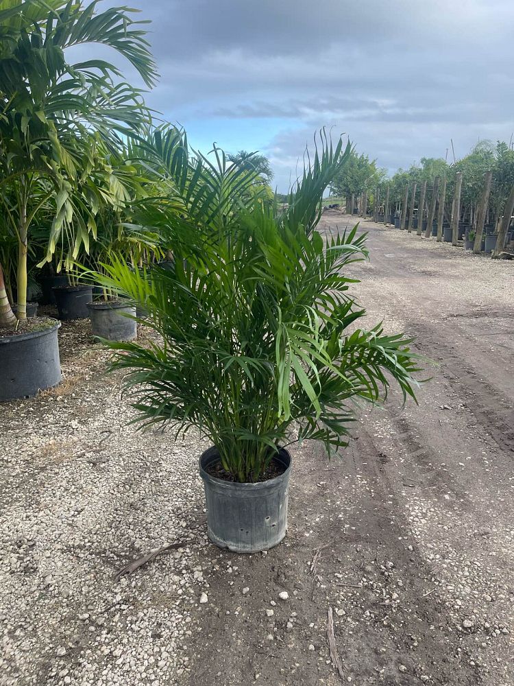 chamaedorea-cataractarum-cat-palm