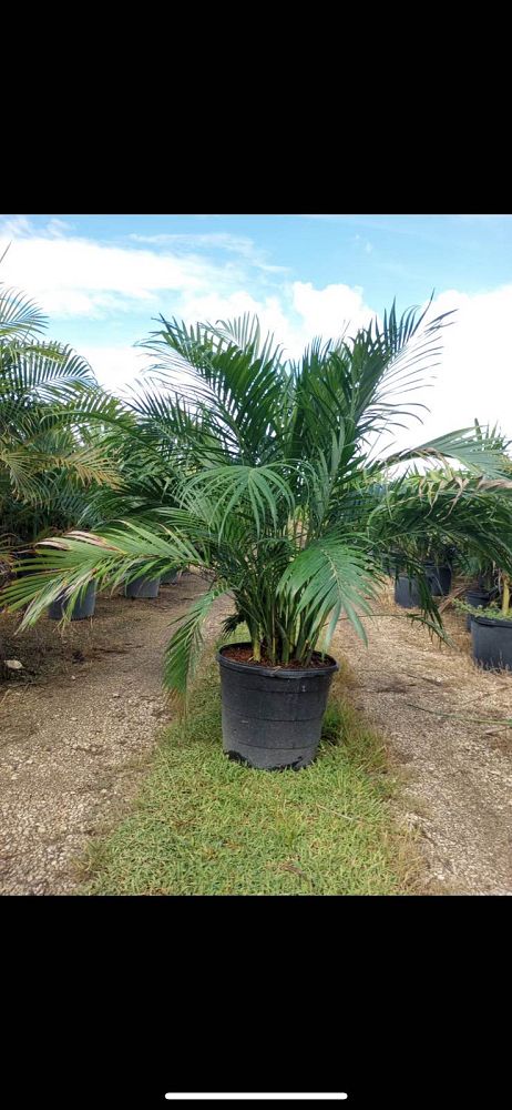 chamaedorea-cataractarum-cat-palm
