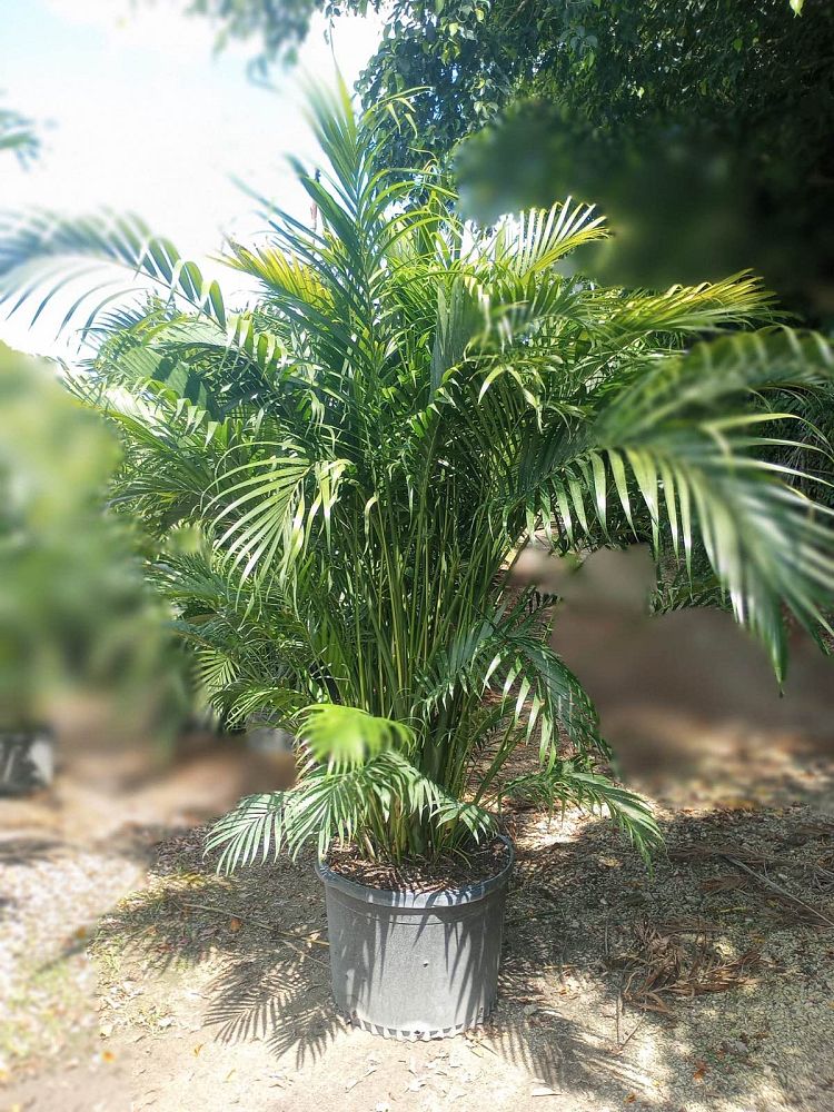 chamaedorea-cataractarum-cat-palm