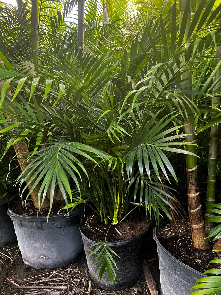 chamaedorea-cataractarum-cat-palm