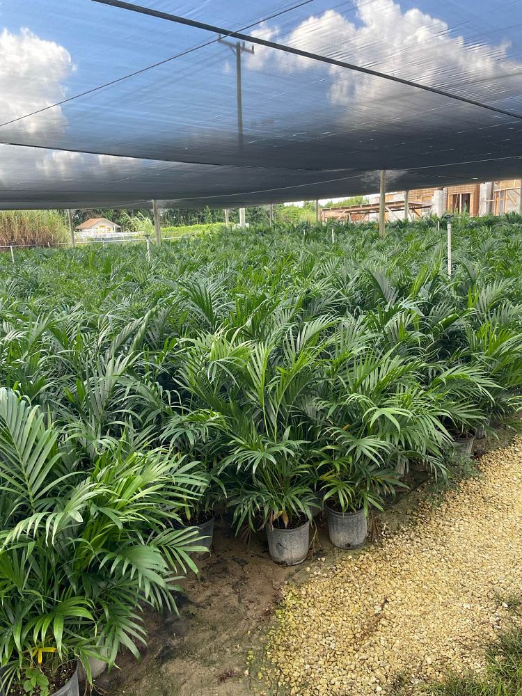 chamaedorea-cataractarum-cat-palm