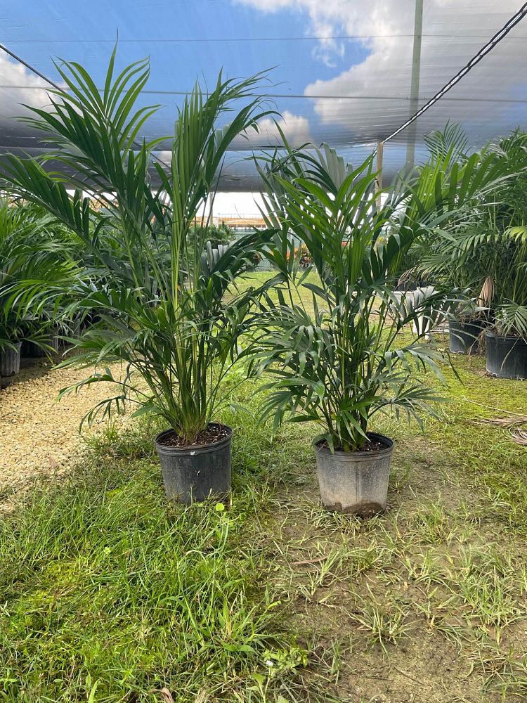 chamaedorea-cataractarum-cat-palm