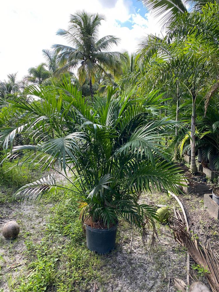 chamaedorea-cataractarum-cat-palm