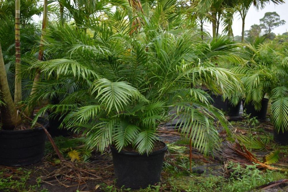 chamaedorea-cataractarum-cat-palm