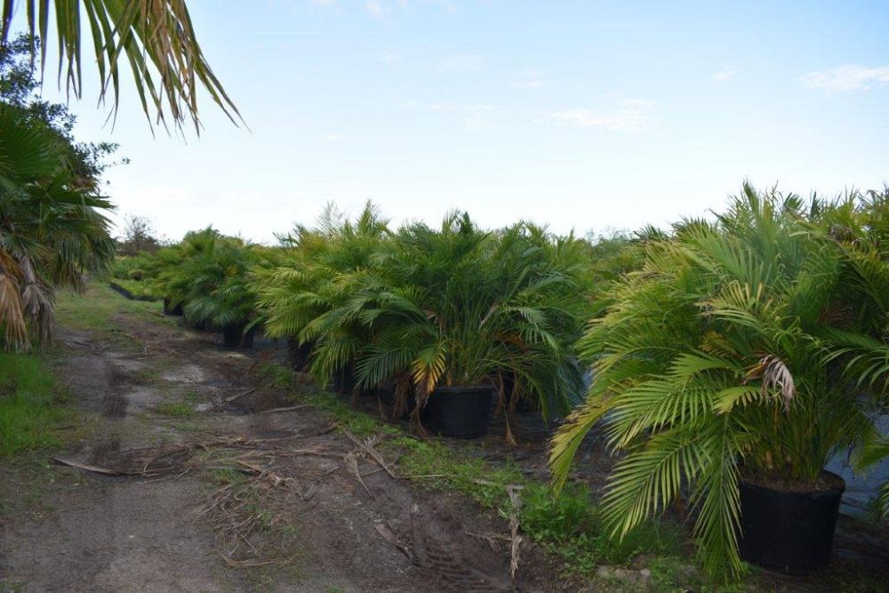 chamaedorea-cataractarum-cat-palm