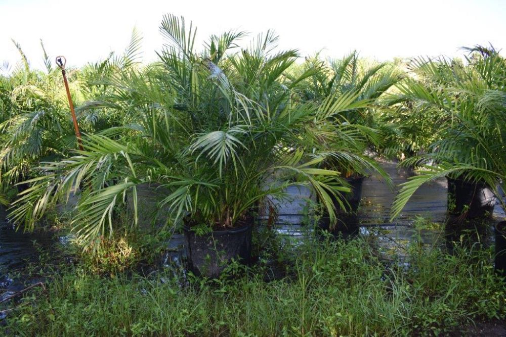 chamaedorea-cataractarum-cat-palm