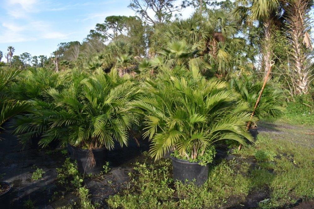 chamaedorea-cataractarum-cat-palm
