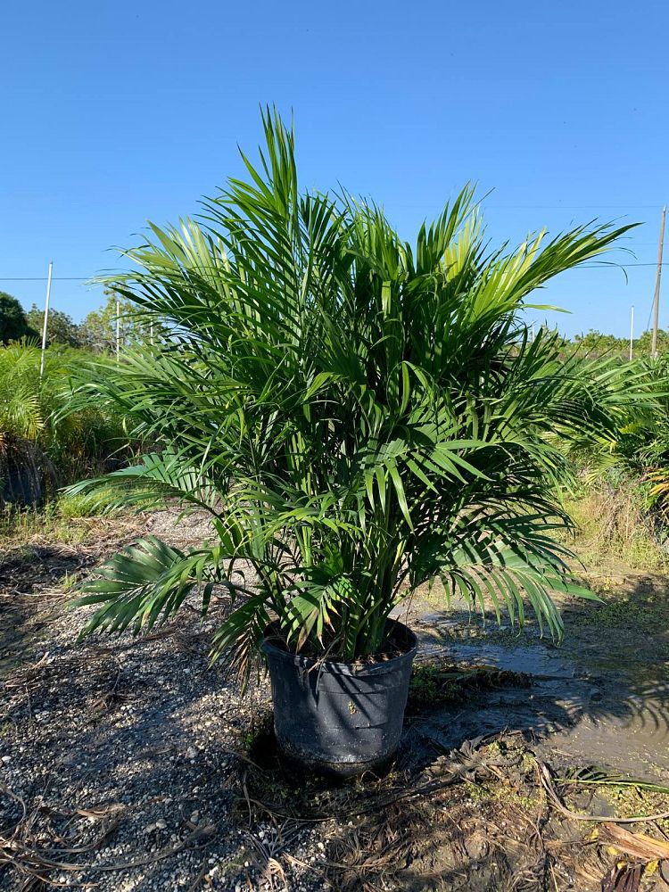 chamaedorea-cataractarum-cat-palm