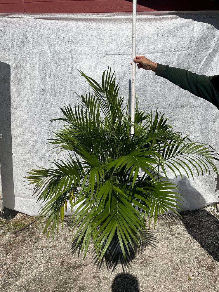chamaedorea-cataractarum-cat-palm