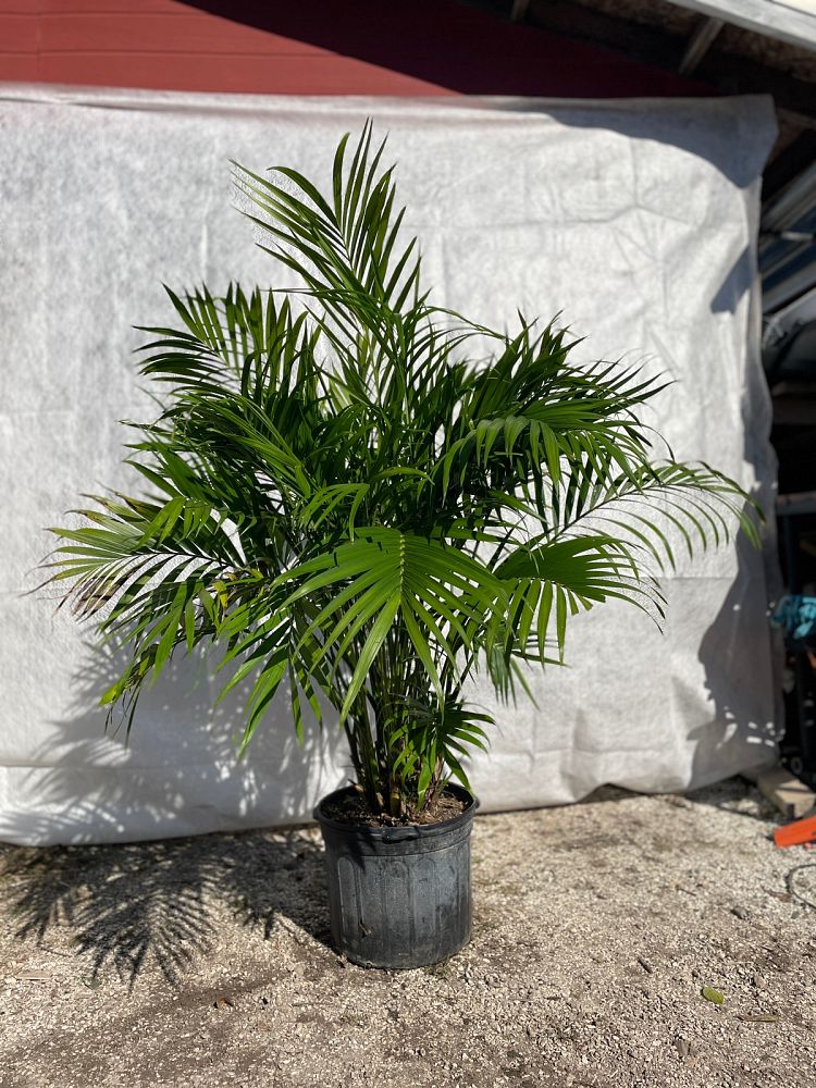 chamaedorea-cataractarum-cat-palm