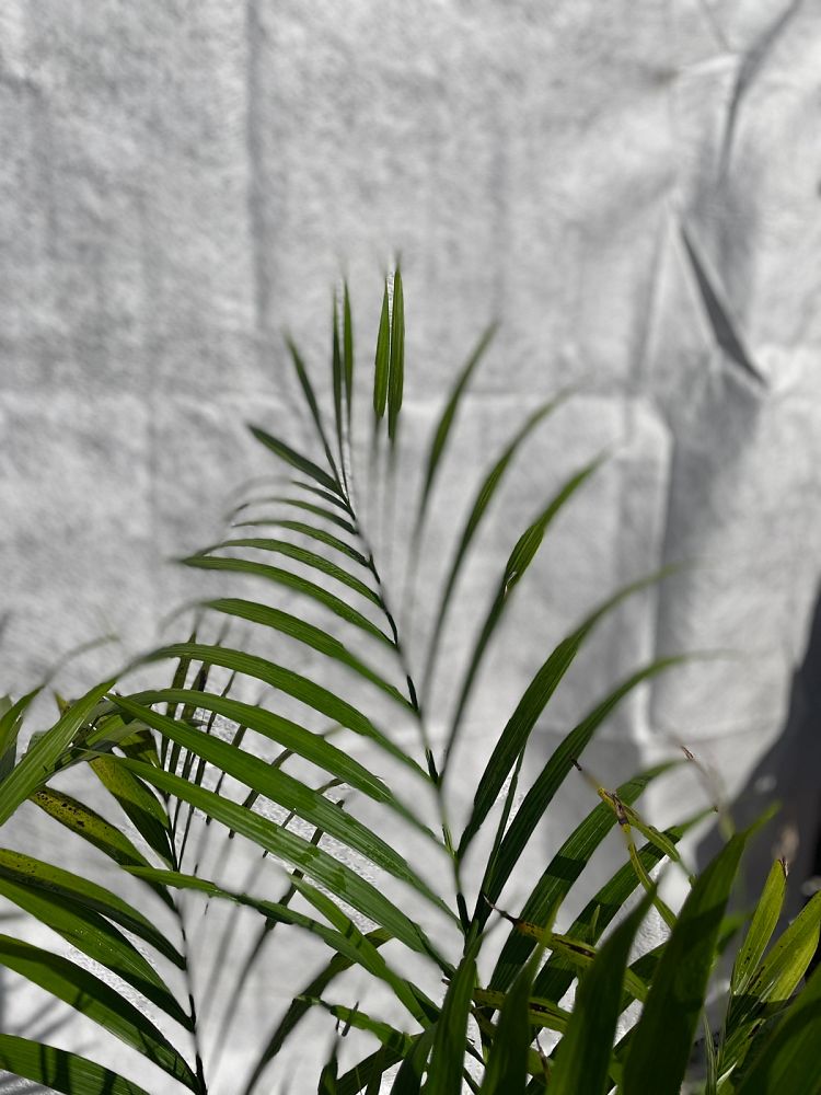 chamaedorea-cataractarum-cat-palm