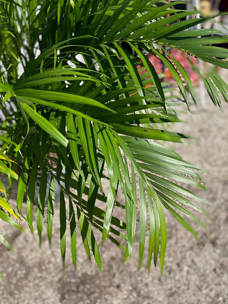 chamaedorea-cataractarum-cat-palm