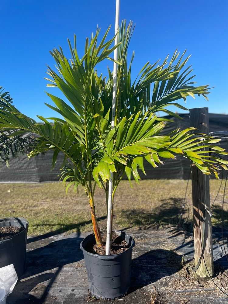 chamaedorea-cataractarum-cat-palm