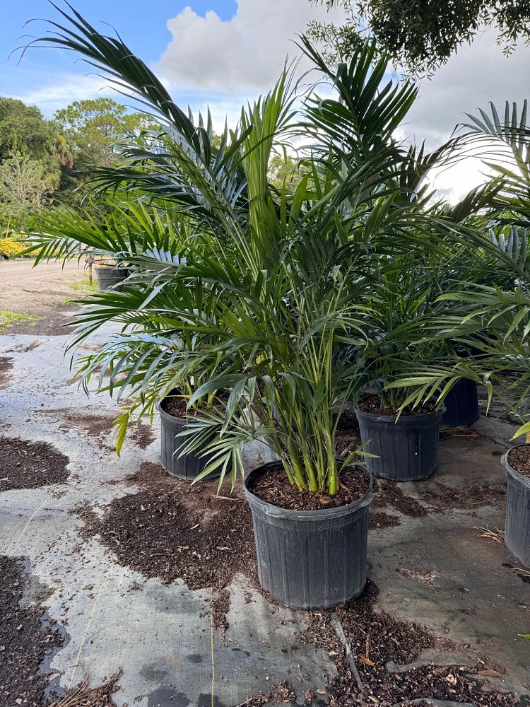 chamaedorea-cataractarum-cat-palm