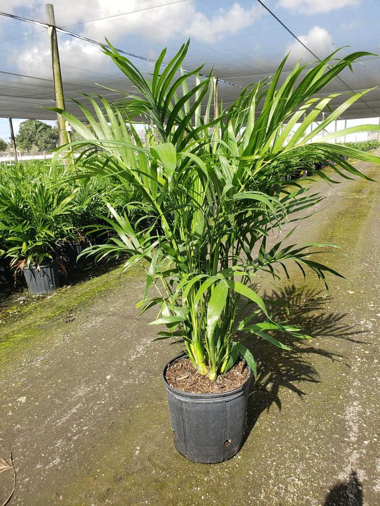 chamaedorea-cataractarum-cat-palm