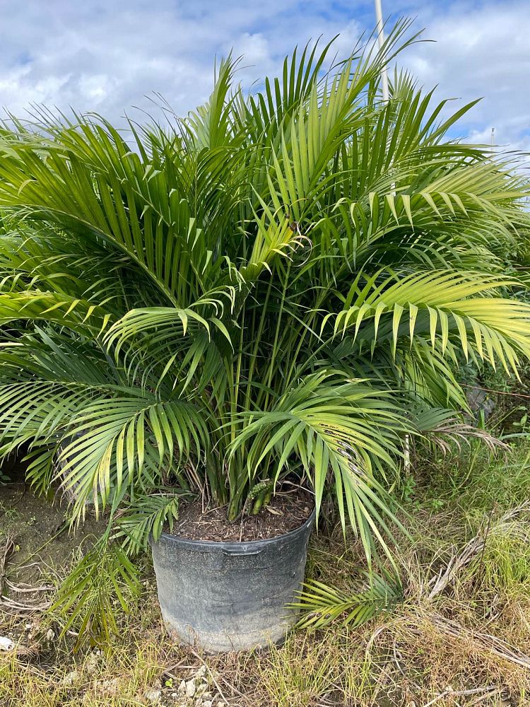 chamaedorea-cataractarum-cat-palm