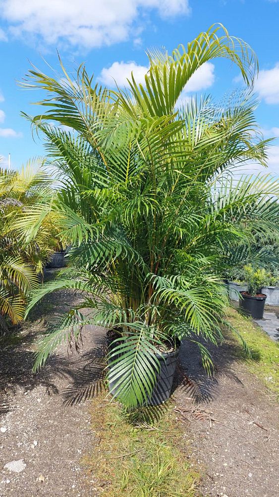 chamaedorea-cataractarum-cat-palm