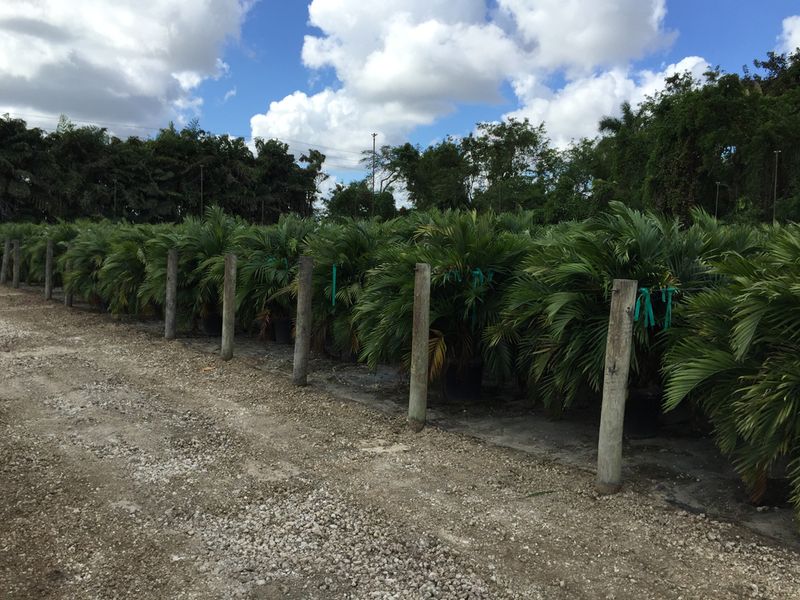 chamaedorea-cataractarum-cat-palm