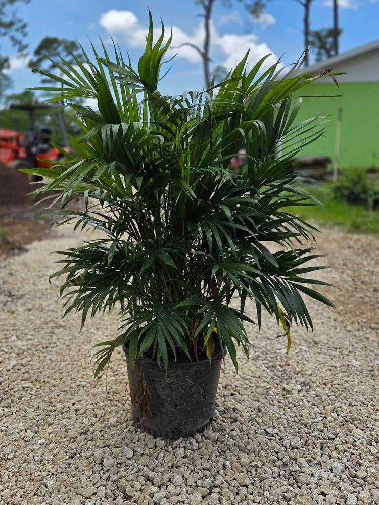 chamaedorea-cataractarum-cat-palm