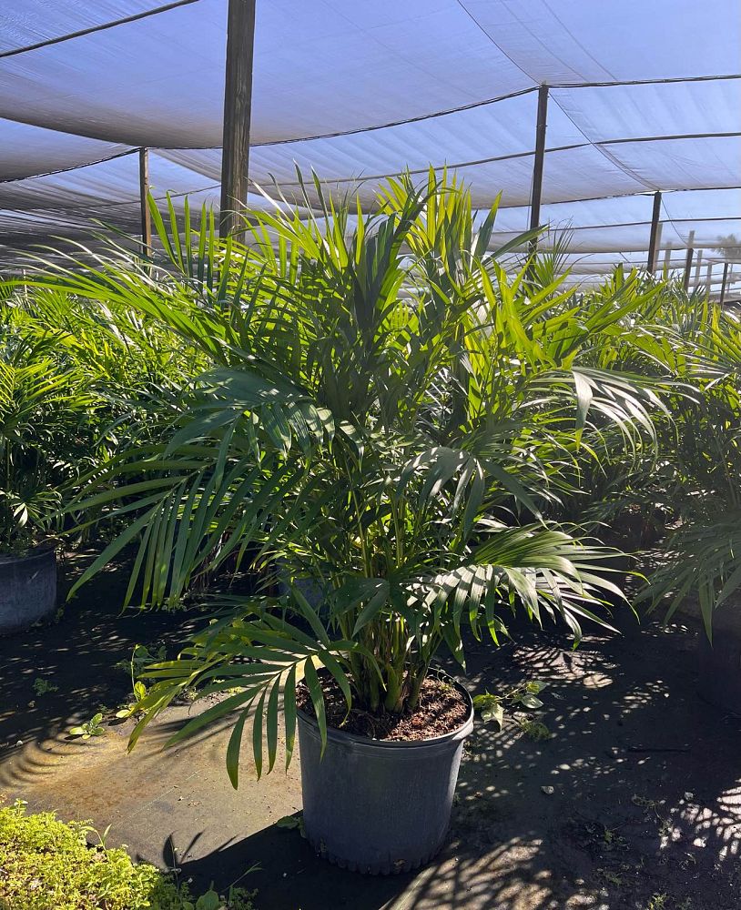chamaedorea-cataractarum-cat-palm