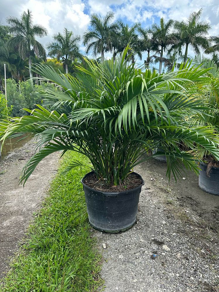 chamaedorea-cataractarum-cat-palm