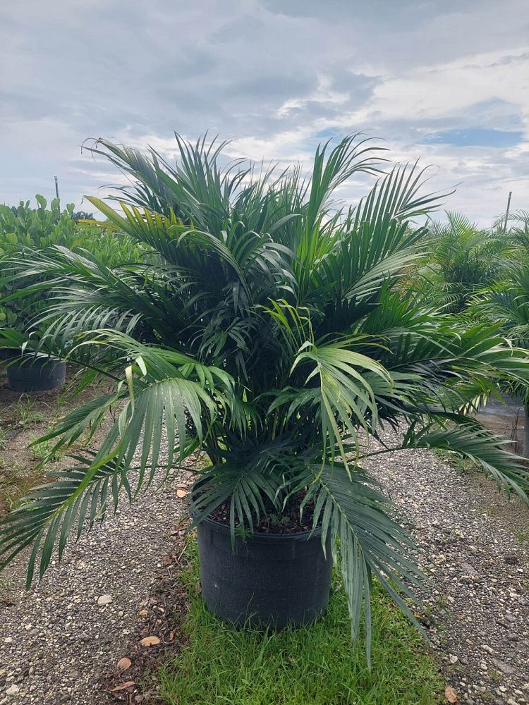chamaedorea-cataractarum-cat-palm