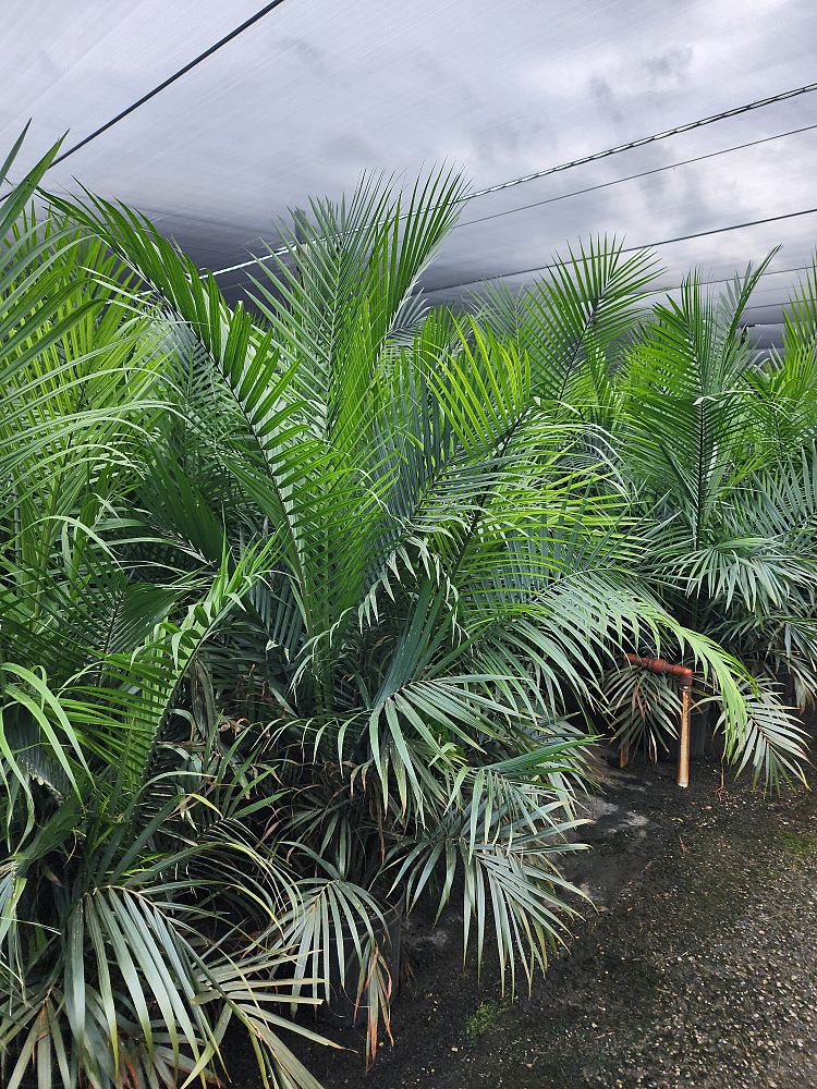 chamaedorea-cataractarum-cat-palm