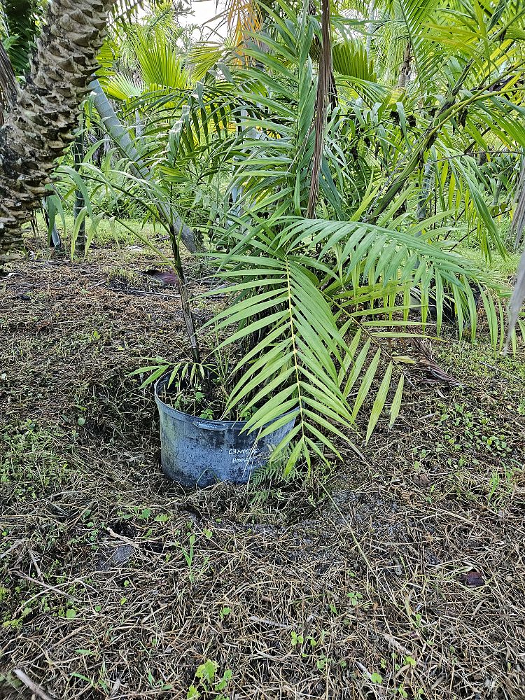 chamaedorea-cataractarum-cat-palm