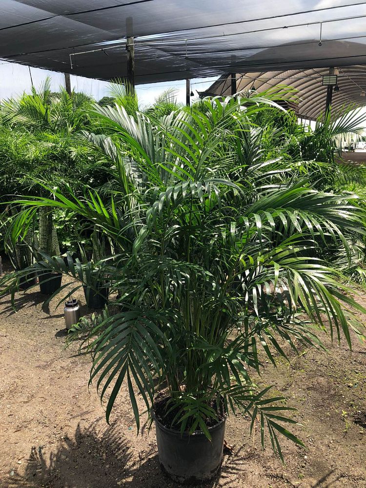 chamaedorea-cataractarum-cat-palm