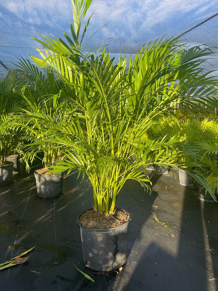 chamaedorea-cataractarum-cat-palm