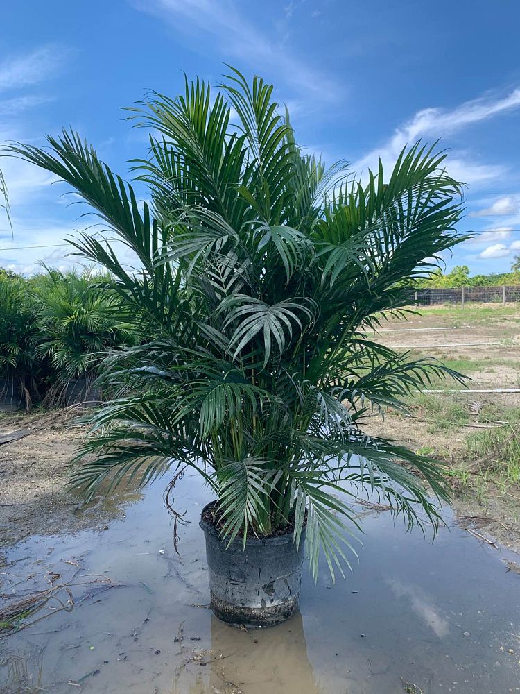 chamaedorea-cataractarum-cat-palm