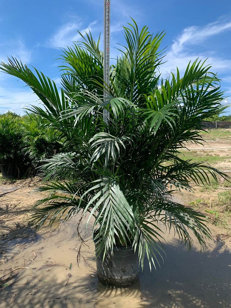 chamaedorea-cataractarum-cat-palm