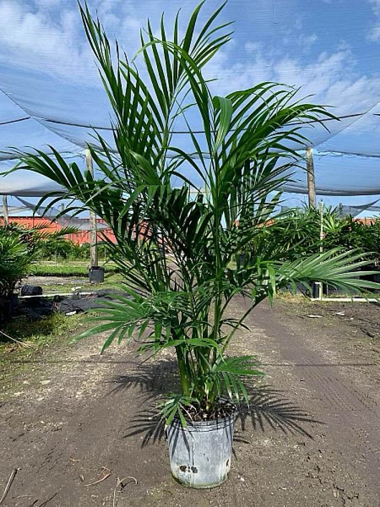 chamaedorea-cataractarum-cat-palm