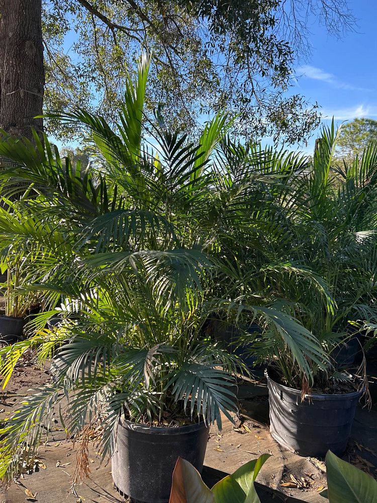 chamaedorea-cataractarum-cat-palm