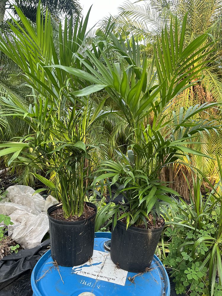 chamaedorea-cataractarum-cat-palm