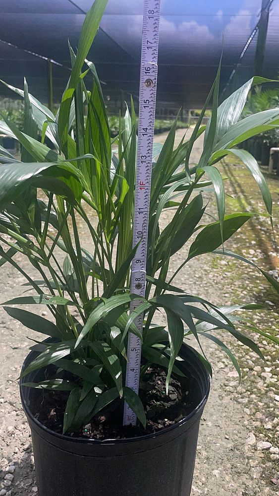 chamaedorea-cataractarum-cat-palm
