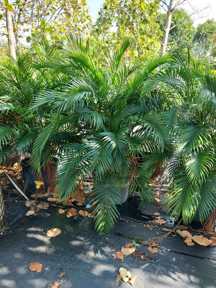 chamaedorea-cataractarum-cat-palm