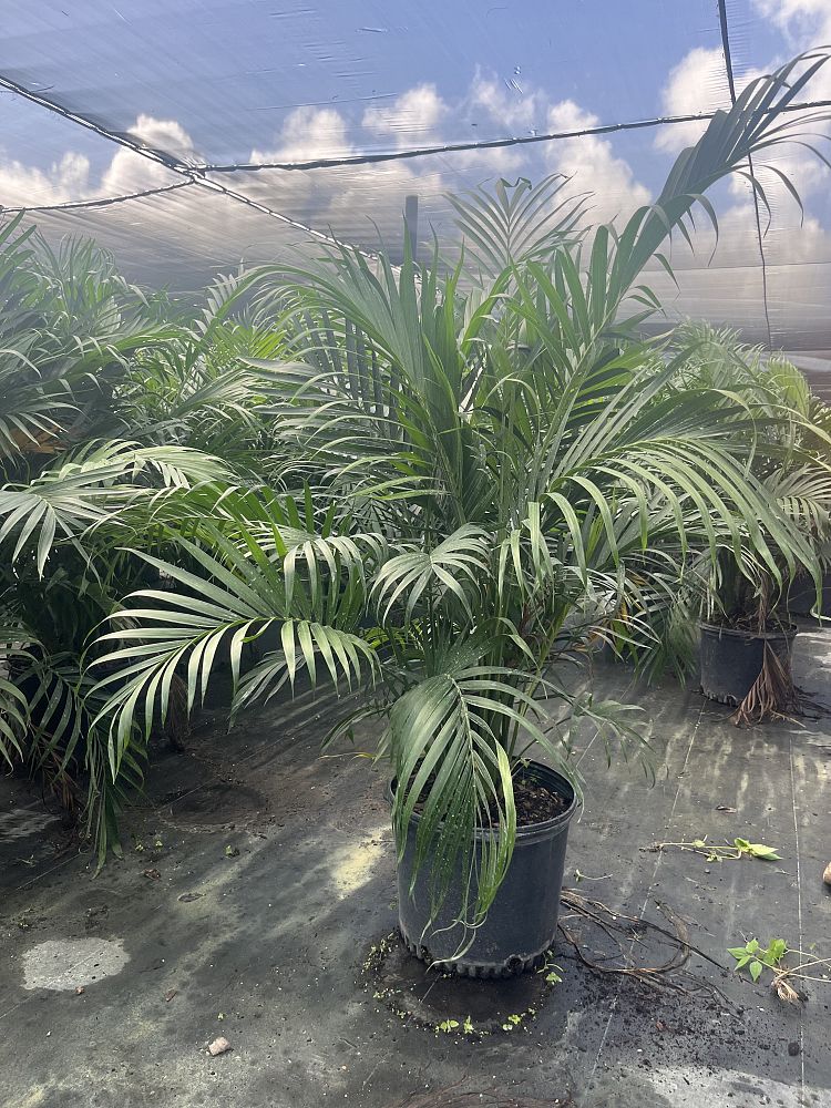 chamaedorea-cataractarum-cat-palm