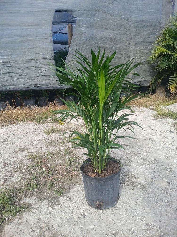 chamaedorea-cataractarum-cat-palm